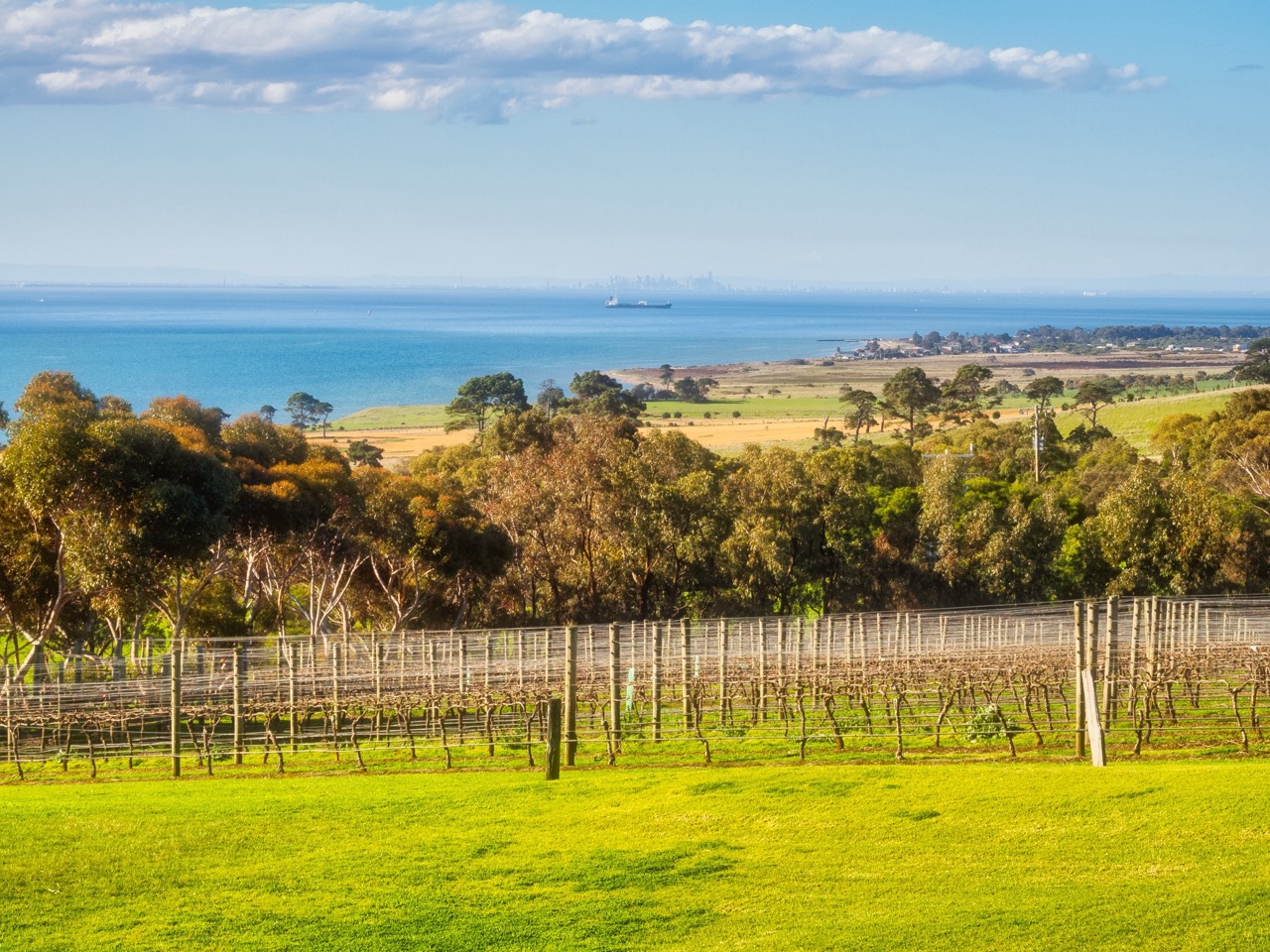 vineyard landscape